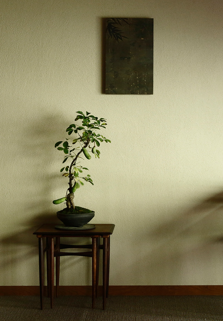 丹 tan