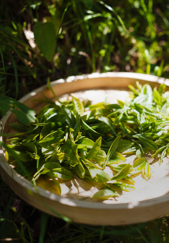 Gathering tea