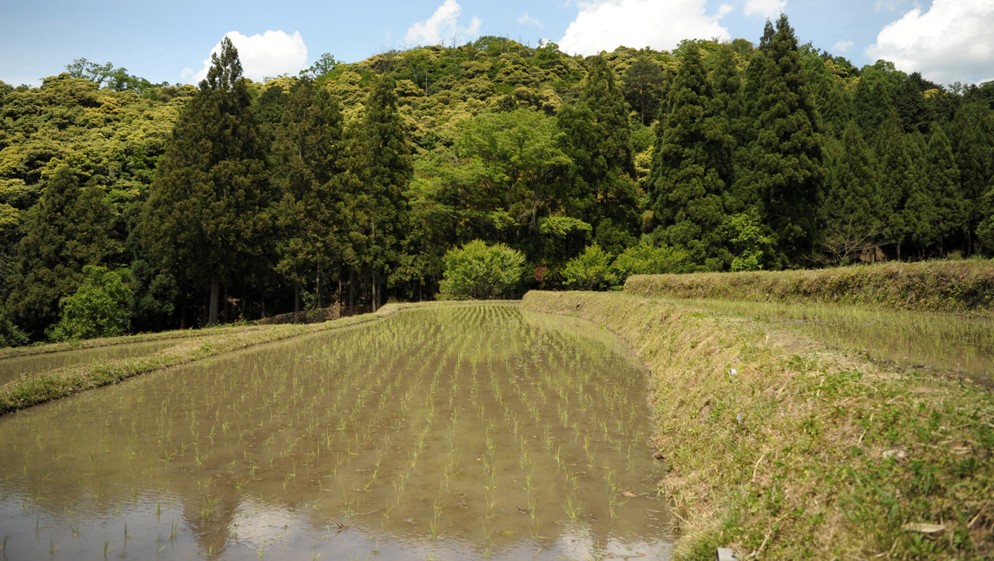 田植え
