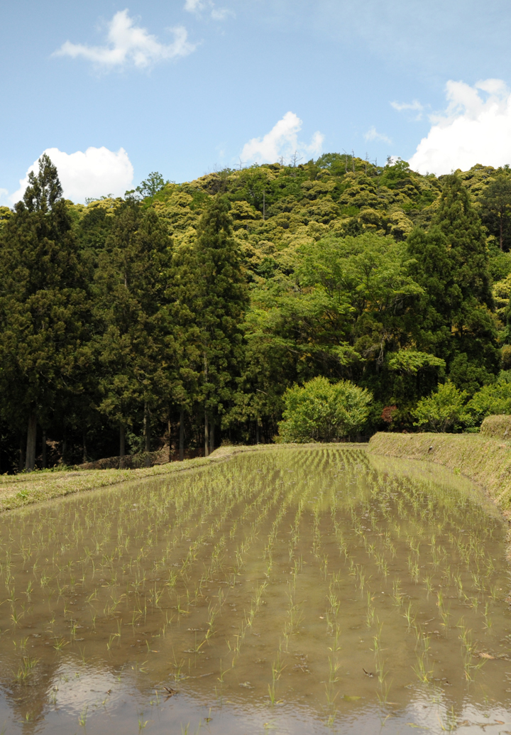 田植え